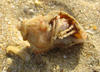Hermit Crab
