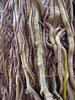 Roots
