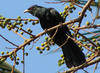 Cuckoo