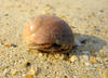 Hermit Crab