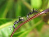 Ants on a leaf