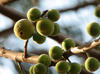 Cluster Fig