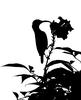 Sunbird Silhouette