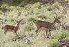 Bharal, Blue Sheep