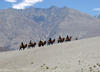 Camel Ride