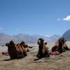 Bactrian Camels