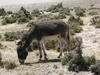 Donkey Grazing