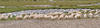Herd of Sheep