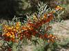 Sea-buckthorn Berries