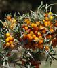 Sea-buckthorn Berries