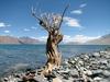 Dry Bush along the Pangong Lak