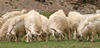 Herd of Sheep