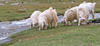 Herd of Sheep