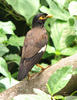 Myna