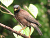 Myna