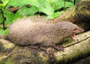 Mongoose