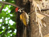 Woodpecker