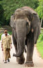 Elephant and Mahoot