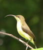 Sunbird