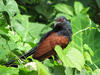 Crow Pheasant/ Coucal