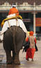 The Temple Elephant
