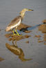 Pond Heron