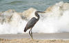 Heron