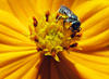 Bee bread
