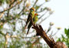 Bee-eaters