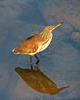 Pond Heron