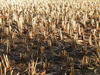 Dusty Fields
