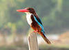 Kingfisher