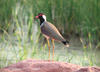 Lapwing
