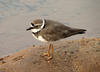 Little Ringed Plover