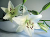 Lily-white