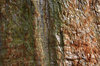 Red bark