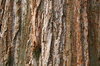 Red bark
