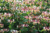 Honeysuckle