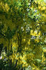 Laburnum