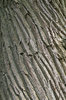Chestnut bark