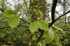 Young beech leaves