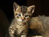 my kitty