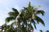 Coconut palms