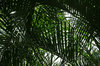 Coconut fronds