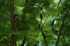 Pods