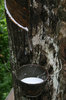 Rubber tapping