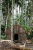 Jungle hut
