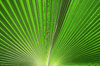 Fan palm
