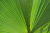 Fan palm