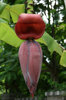Banana flower